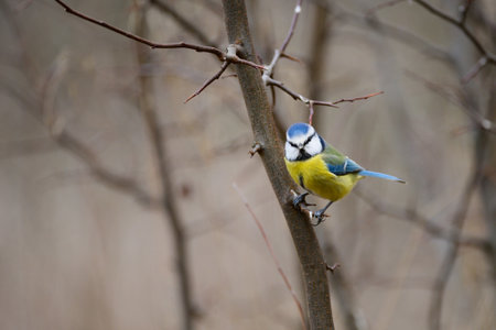 Bird Eurasian blue tit Cyanistes caeruleus in the wild. songbird.の写真素材