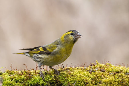Eurasian siskin Spinus spinus is a small passerine bird in the finch family Fringillidae. songbird.の写真素材