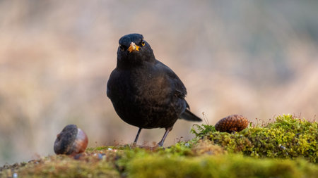 Common blackbird Turdus merula in the wild. Close up songbird.の写真素材