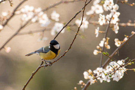 Great tit Parus major in the wild. A bird in the spring forest.