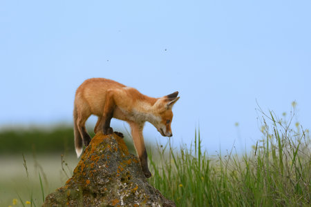 Cute young red fox cub in the wild. Vulpes vulpes. The animal is standing on a stone.の写真素材