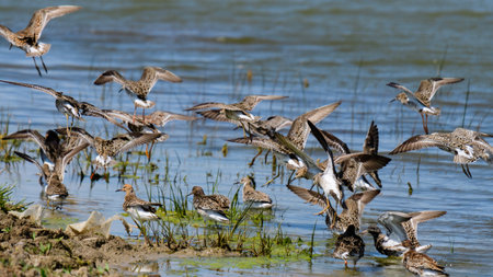 Ruff Philomachus pugnax flock in the wild.の写真素材