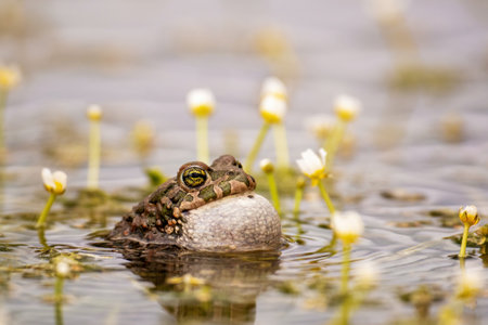 Beautiful european green toad Bufotes viridis. close up.の写真素材
