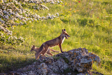 Red fox Vulpes vulpes in the wild.