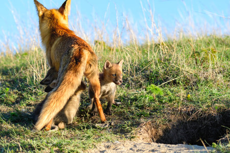 Red fox Vulpes vulpes in the wild. Fox with cubes.