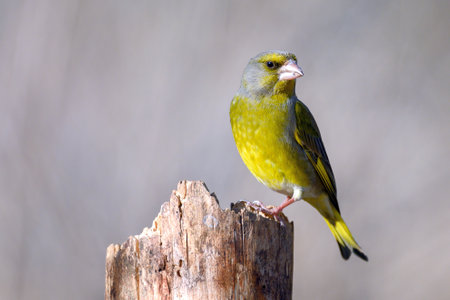 European greenfinch Chloris chloris or common green finch songbird.の写真素材