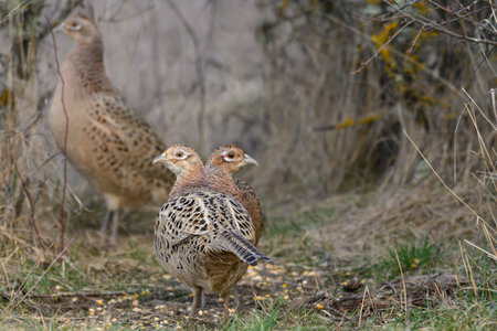 Ringneck Pheasant Phasianus colchicus in the habitat. female pheasant.の写真素材