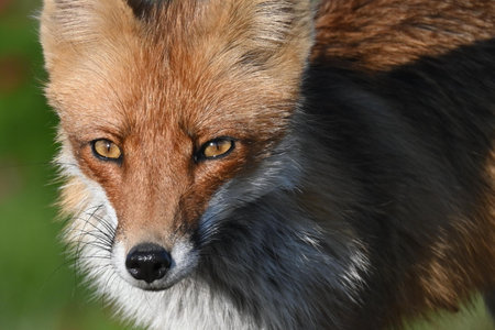 Red fox Vulpes vulpes in the wild. Fox's Head.