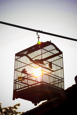 the birdcageの写真素材