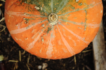 Thanksgiving greeting with pumpkin. Autumn season vegetableの写真素材