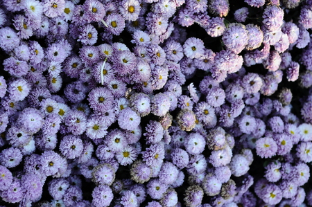 flowers. purple flowers. bloomの写真素材