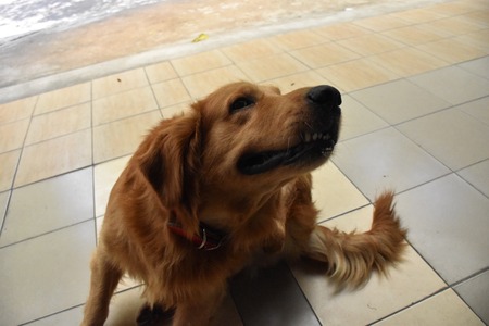 Golden boyの写真素材