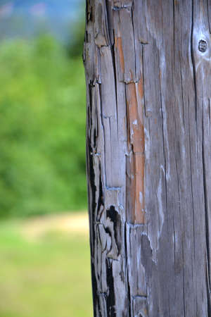 Wood textureの写真素材