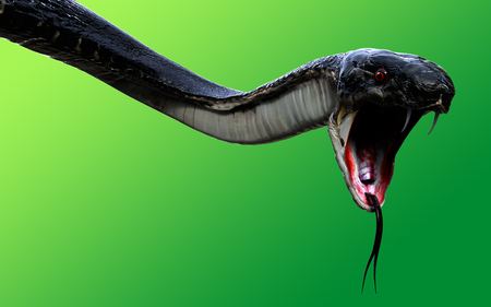 3d King Cobra Black Snake The world's longest venomous snake isolated on green background, King cobra snake 3d illustration, King cobra snake 3d Renderingの写真素材