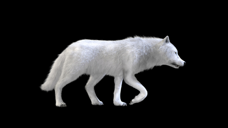 3d Illustration white wolf isolate on dark background, arctic wolf, the canidae family and a subspecies of the gray wolf.の写真素材