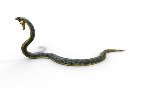 3d Illustration Anaconda, Boa Constrictor The World's Biggest Venomous Snake Isolated on White Background, 3d Renderingの写真素材