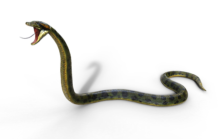3d Illustration Anaconda, Boa Constrictor The World's Biggest Venomous Snake Isolated on White Background, 3d Renderingの写真素材