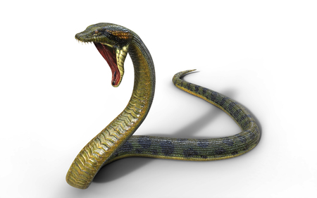 3d Illustration Anaconda, Boa Constrictor The World's Biggest Venomous Snake Isolated on White Background, 3d Renderingの写真素材