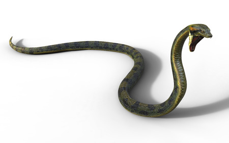 3d Illustration Anaconda, Boa Constrictor The World's Biggest Venomous Snake Isolated on White Background, 3d Renderingの写真素材