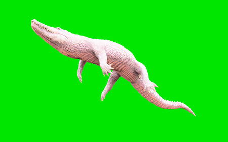 3D Illustration of albino American alligator isolated on green background, American crocodileの写真素材