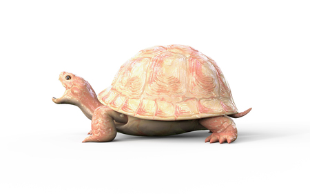 3d Illustration Albino Tortoise Isolate on White Backgroundの写真素材