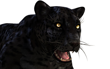 3d Illustration Black Panther Isolate on White Background  Black Tigerの写真素材