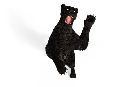 3d Illustration Black Panther Isolate on White Background  Black Tigerの写真素材