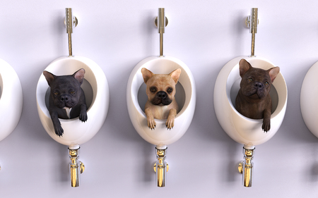 3d Illustration French Bulldog in Bidets.の写真素材