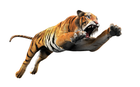 Dangerous Bengal Tiger Roaring and Jumping Isolated on White Background, with Clipping Path, 3d Illustration.の写真素材