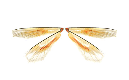 3d Illustration Wings of Insect isolate on White Background with Clipping Path.の写真素材
