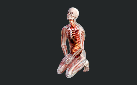 3d Illustration of a Male Skeleton Muscle System, Bone and Digestive System with Clipping Pathの写真素材