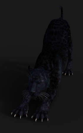 3d Illustration Black Panther Isolate on White Background with Clipping Path, Black Tigerの写真素材