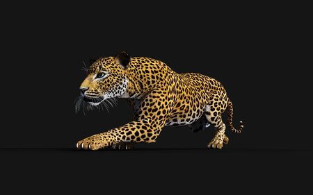 3d Illustration Leopard Isolate on Black Background, Panthera Pardusの写真素材