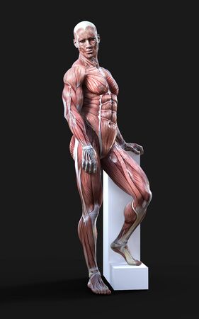 3D render of male figures pose with skin and muscle map on darkの写真素材