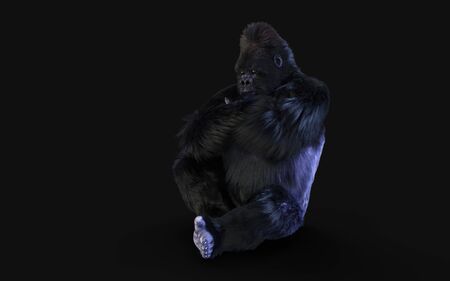3d Illustration  a silverback gorilla on dark background   .の写真素材