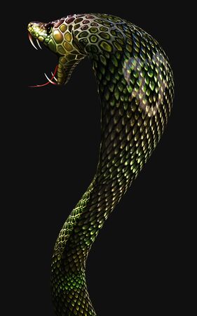 3d King Cobra The World's Longest Venomous Snake Isolated on Dark Background  , King Cobra Snake, 3d Illustration, 3d Renderingの写真素材