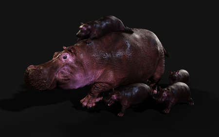 3d Illustration The Common hippopotamus (Hippopotamus Amphibius) posing isolate on dark background