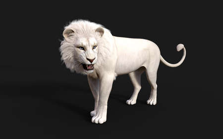 White lion acts and poses isolated on dark blackの写真素材
