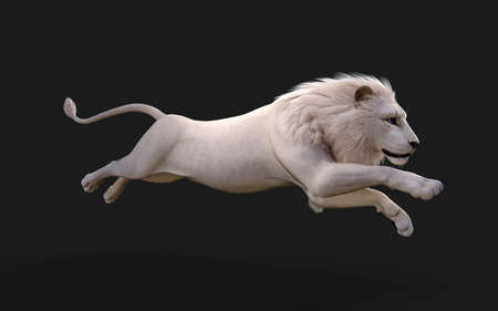White lion jump isolated on dark blackの写真素材