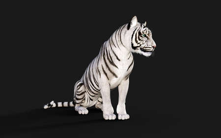 White Tiger Albino Isolated on Dark Background. 3d Illustration.の写真素材