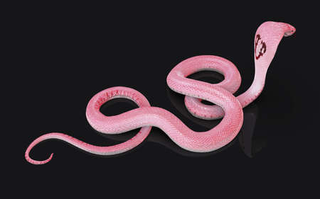 3d Illustration of Albino king cobra snake isolated on black background, Pink or white cobra snakeの写真素材