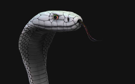 3d Illustration of Albino king cobra snake isolated on black background, White cobra snake