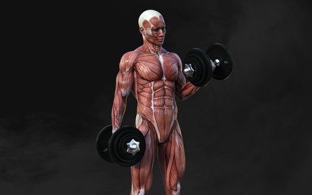 3D rendering of a male figure with muscle maps and dumbbells