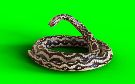 Fierce rock python coiled and hissing with fangs exposed on vivid green screen background.の写真素材
