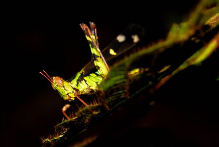 Grasshoppers are typically ground-dwelling insects with powerful hind legs which allow them to escape from threats by leaping vigorously. の写真素材
