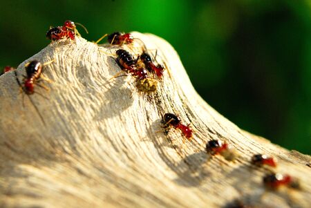 Termites are detritivores, consuming dead plants at any level of decomposition. They also play a vital role in the ecosystem by recycling waste material such as dead wood, faeces and plants.の写真素材