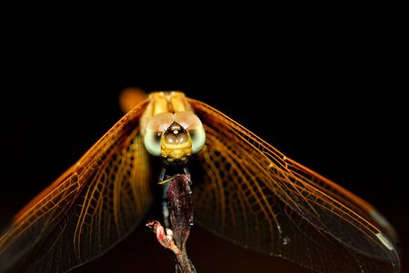 Dragonfly close up on black background.の写真素材