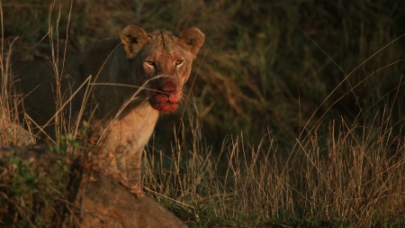 Lioness with blood on snoutの写真素材