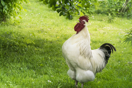 crowing roosterの写真素材
