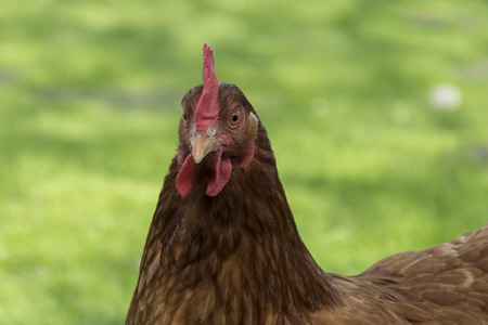 Brown hen portraitの写真素材